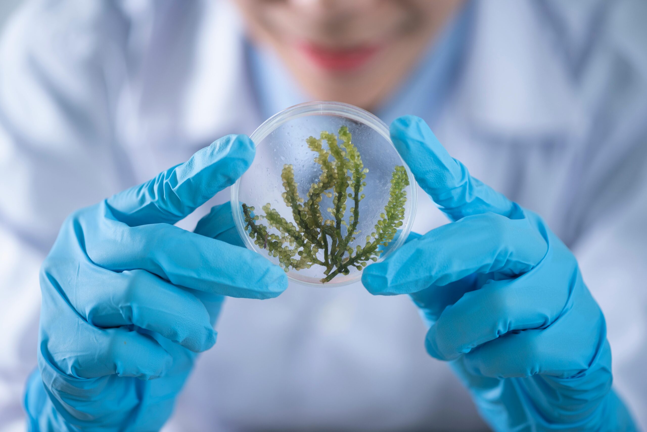 Home Close-up of a scientist examining algae in a petri dish, highlighting biotechnology research.